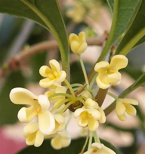 桂花寓意|桂花的花语与寓意（桂花的五种花语及其象征的含义）